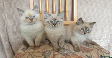 Ragdoll cats - Advert 5