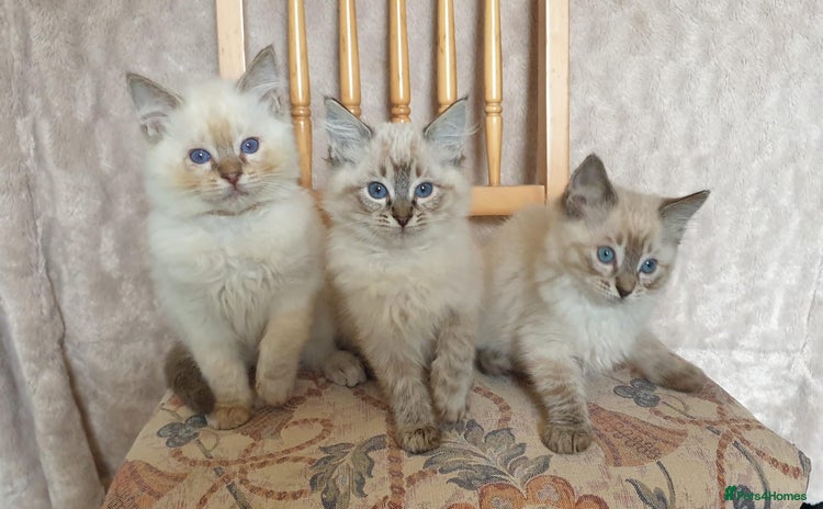 Ragdoll cats - Advert 16