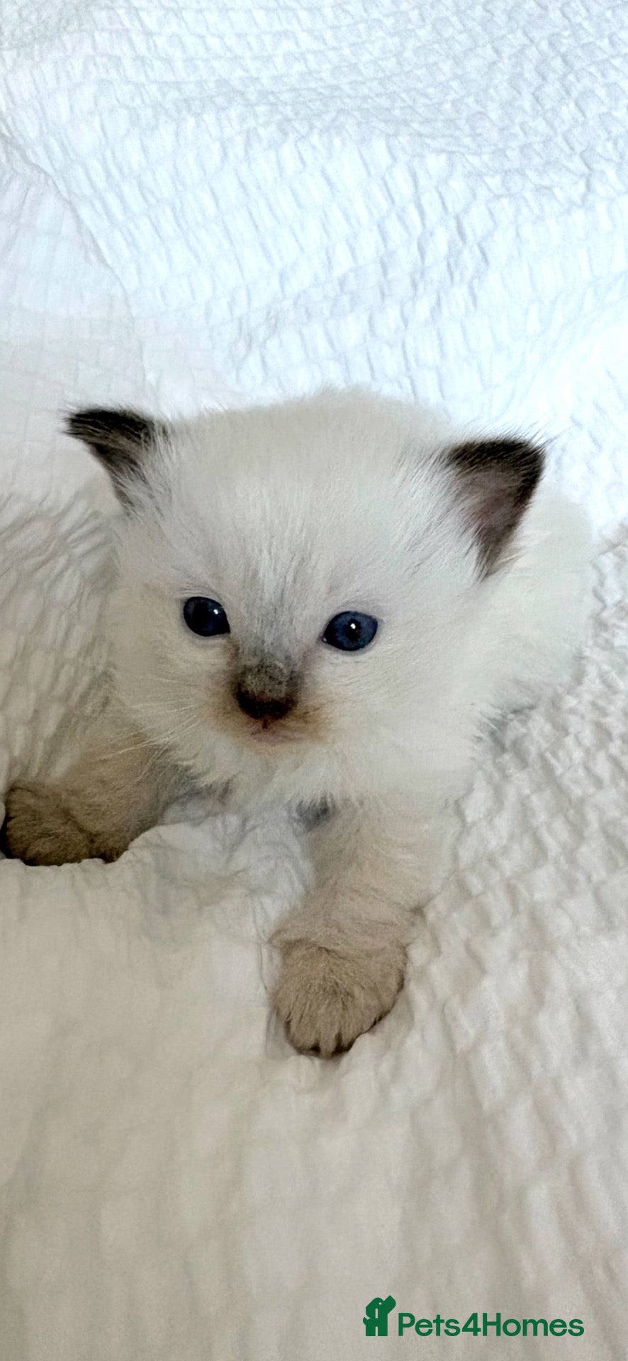 Ragdoll cats 🐾 Exceptional Gccf Kittens 🐾 - Advert 1