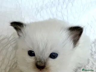 Ragdoll cats 🐾 Exceptional Gccf Kittens 🐾 - Advert 2