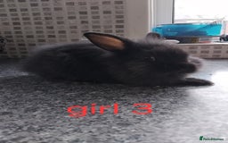 Lionhead rabbits for sale: 5 beautiful lionhead female babies - Image 14