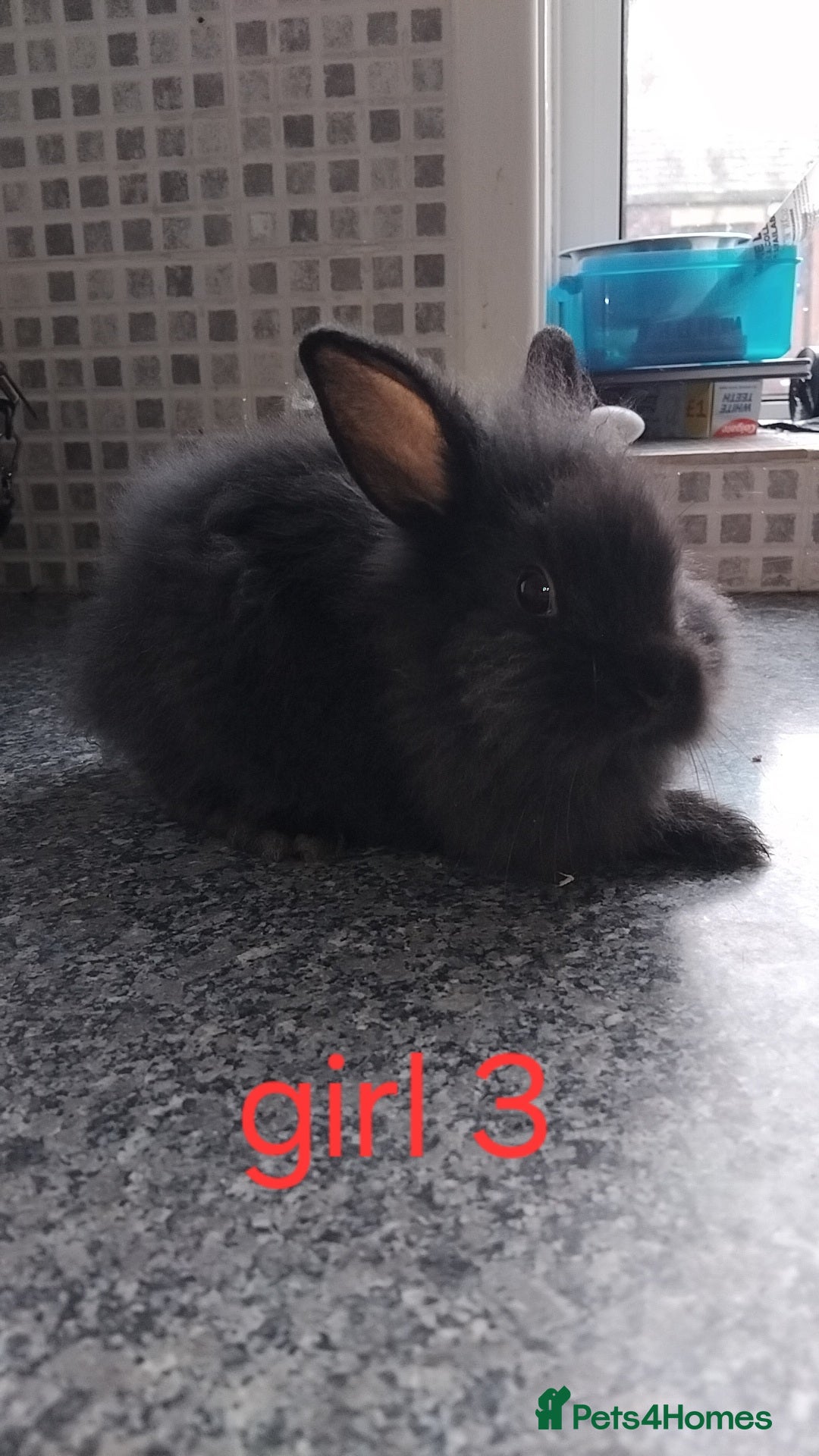 Lionhead rabbits for sale: 5 beautiful lionhead female babies - Image 14