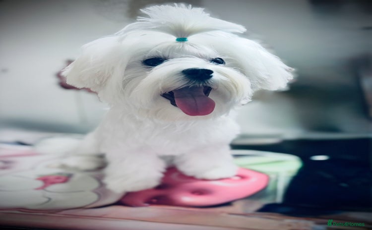 Maltese dogs in Ipswich - Advert 15