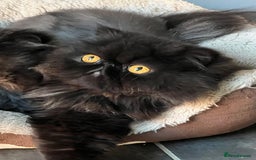 Persian cats for sale: Beautiful Pedigree Persian Little Man Available - Image 7