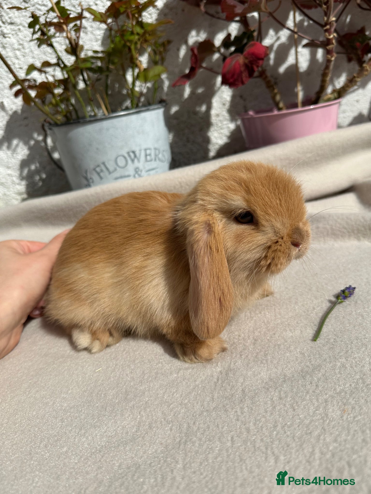 Mini Lop rabbits  Beautiful Chocolate and beige Mini Lops Males  - Advert 4