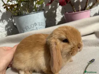 Mini Lop rabbits Beautiful Chocolate and beige Mini Lops Males - Advert 4