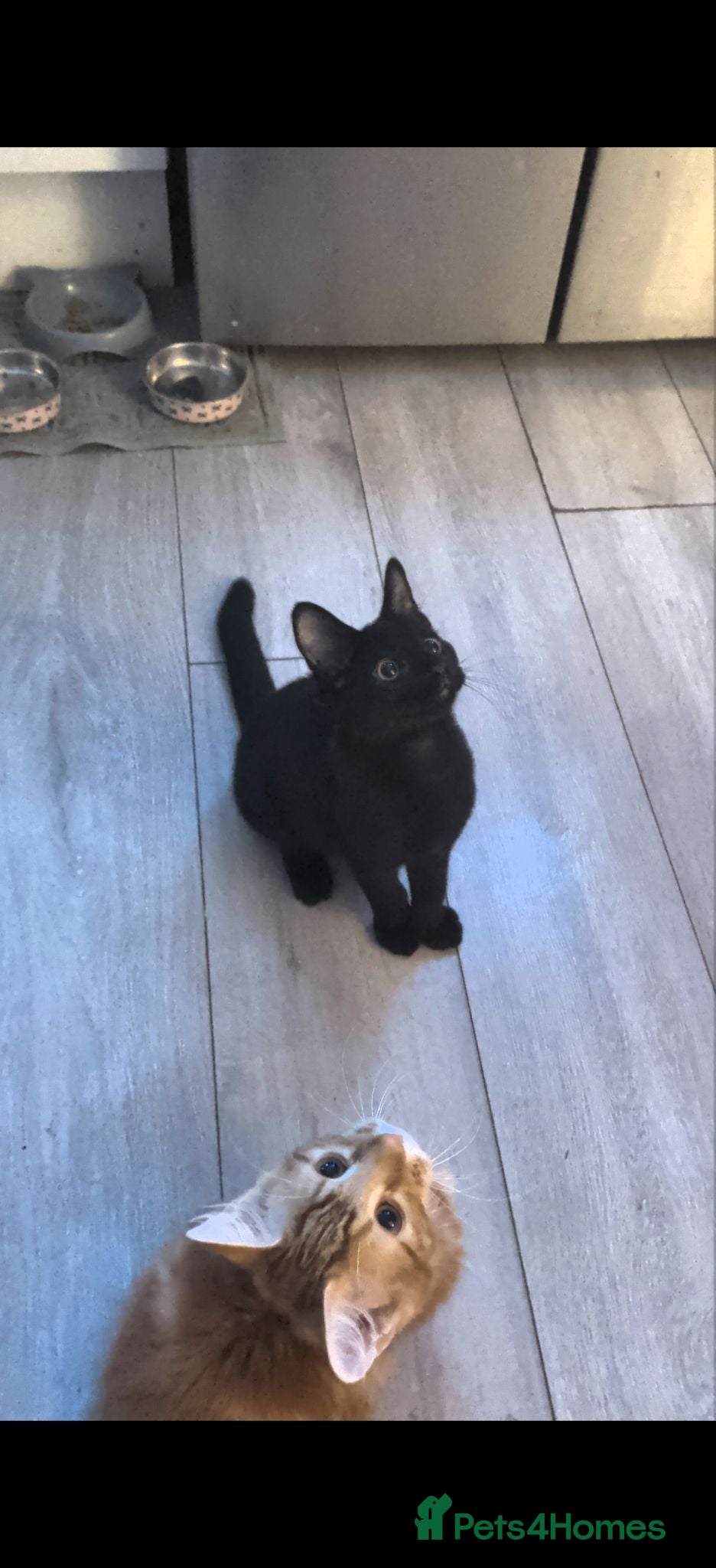 British Shorthair cats Male kitten  - Advert 3