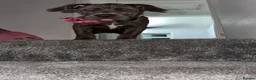 Mixed Breed dogs for sale: Cane corso   - Advert 5
