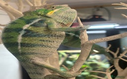 Chameleon reptiles for sale: Ambilobe male chameleon - Image 7
