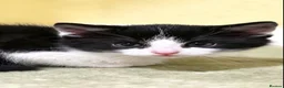 Mixed Breed cats for sale: Lovely kittens - Advert 7