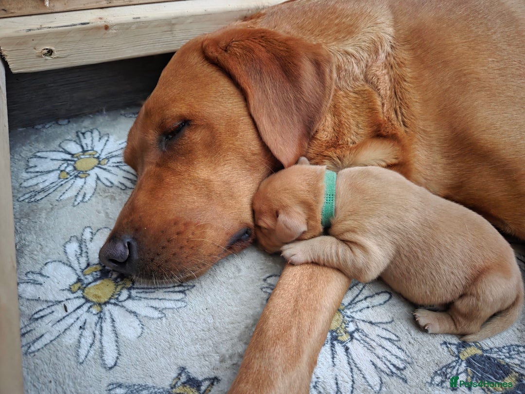 Labrador Retriever dogs for sale: Fox Red Labrador Puppies - Working Lines - Image 7