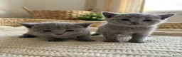 Russian Blue cats for sale: TICA PEDIGREE RUSSIAN BLUE KITTENS  - Advert 17