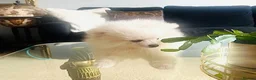 Pomeranian dogs for sale: Adorable little pom-poms looking new parents - Advert 10