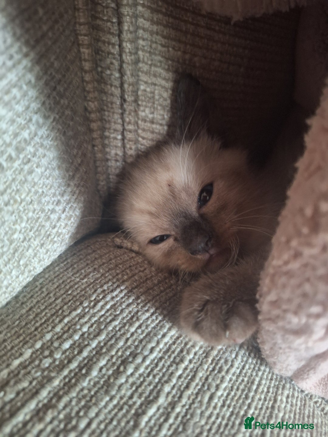 Siamese cats for sale: 3 beautiful siamese seal point kittens  - Image 9