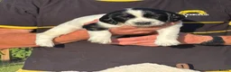 English Springer Spaniel dogs for sale: English Springer Spaniel puppies for sale. - Advert 5
