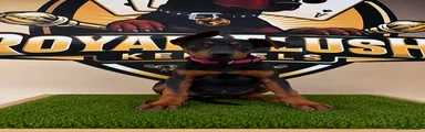 Chinese Red Dog Puppy 7