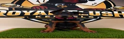 Chinese Red Dog dogs for sale: ( 1 GIRL LEFT  ) Chinese red dog  ( READY TO GO ) - Advert 12