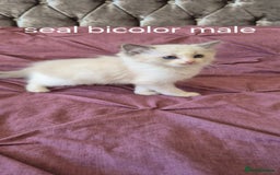 Ragdoll cats for sale: 3 Tica Registered Males For Sale - Image 20