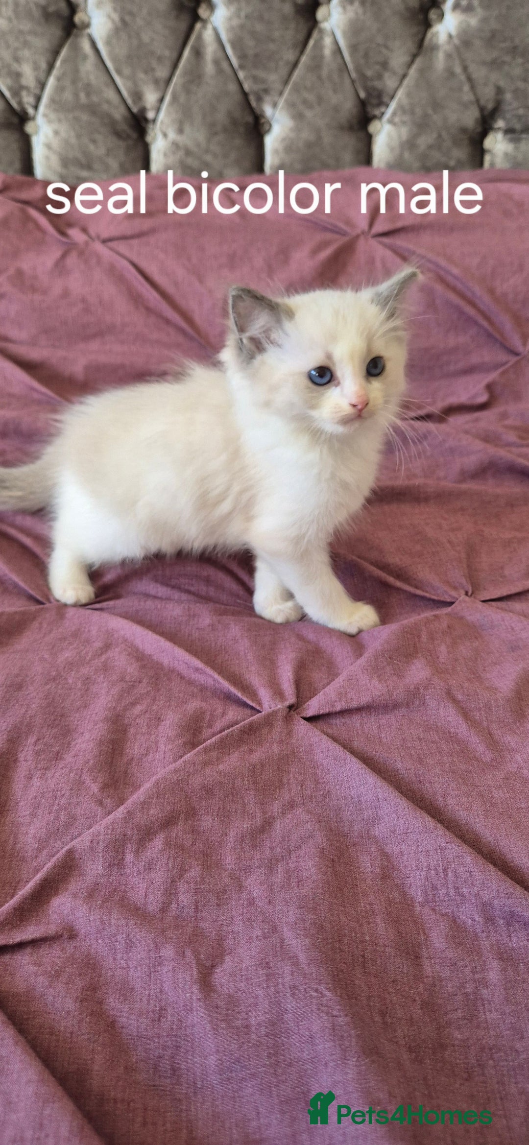 Ragdoll cats for sale: 3 Tica Registered Males For Sale - Image 20