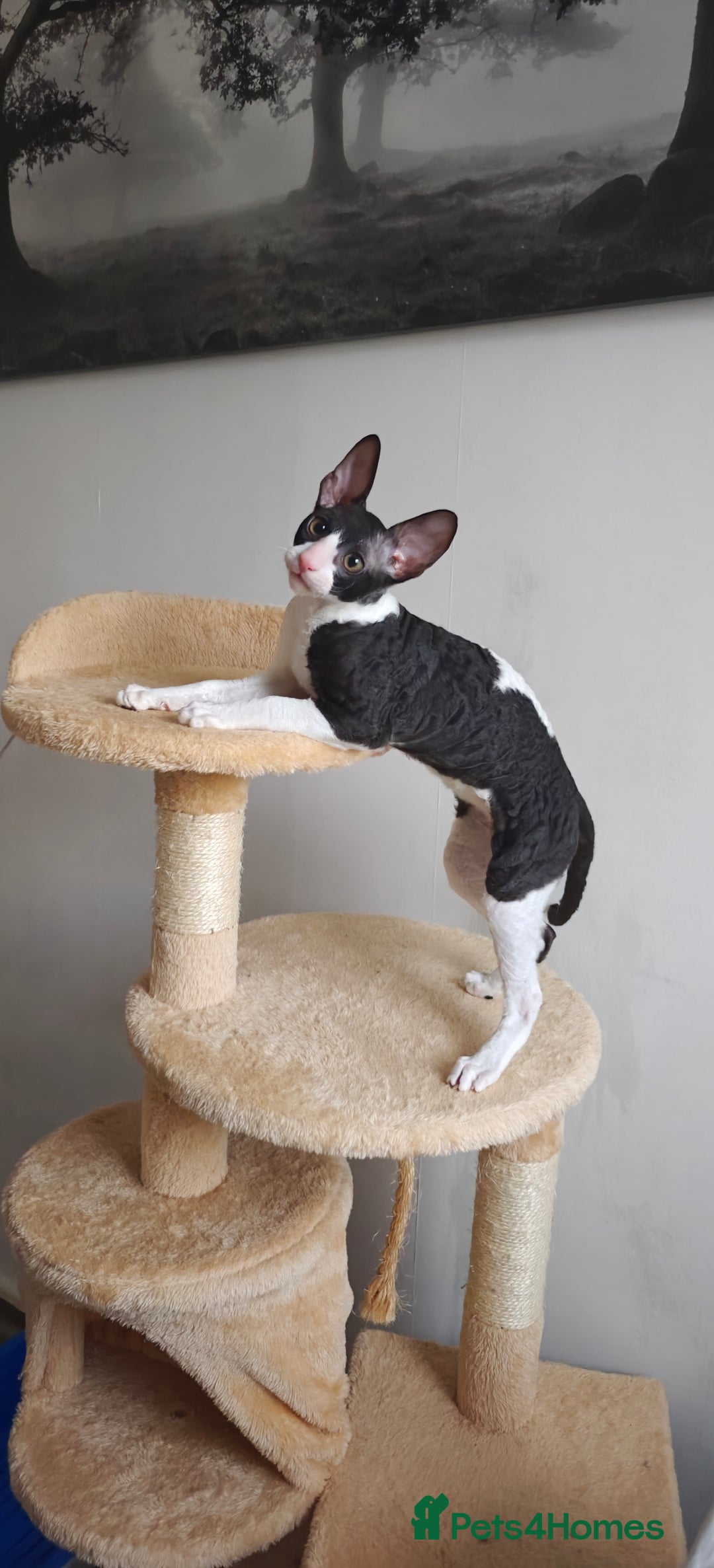 Cornish Rex cats for sale: Cornish Rex kitten  - Advert 3