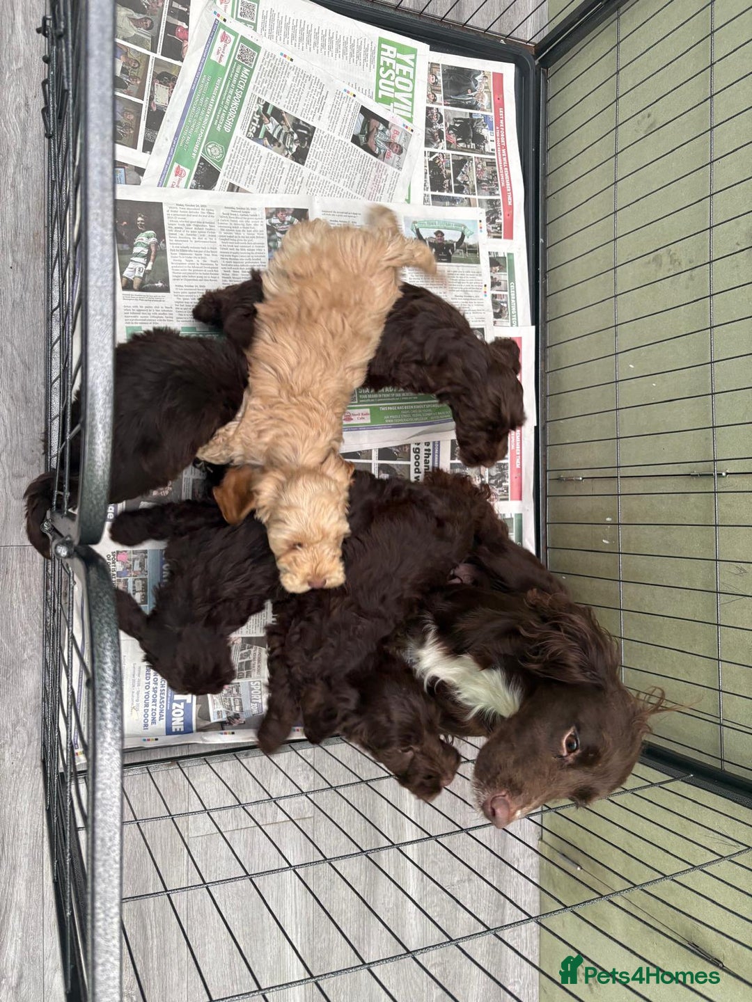 Cockapoo dogs for sale: Stunningly beautiful cockapoo puppies  - Advert 1