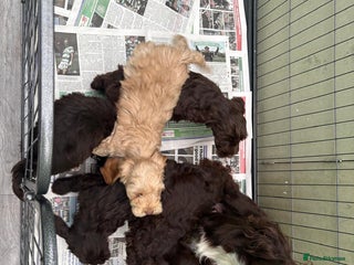 Cockapoo dogs Stunningly beautiful cockapoo puppies - Advert 3