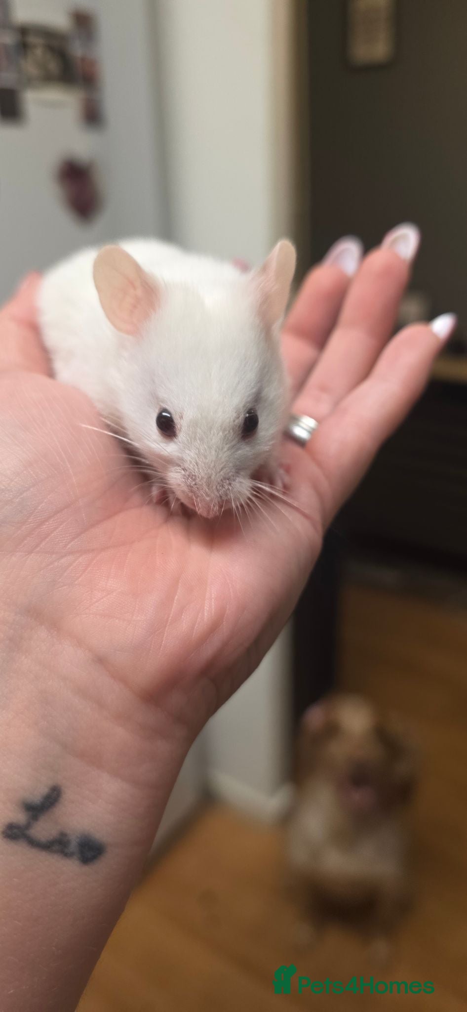 Hamster rodents for sale: Baby Syrian Hamsters ready now  - Advert 1