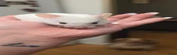 Hamster rodents for sale: Baby Syrian Hamsters ready now  - Advert 1