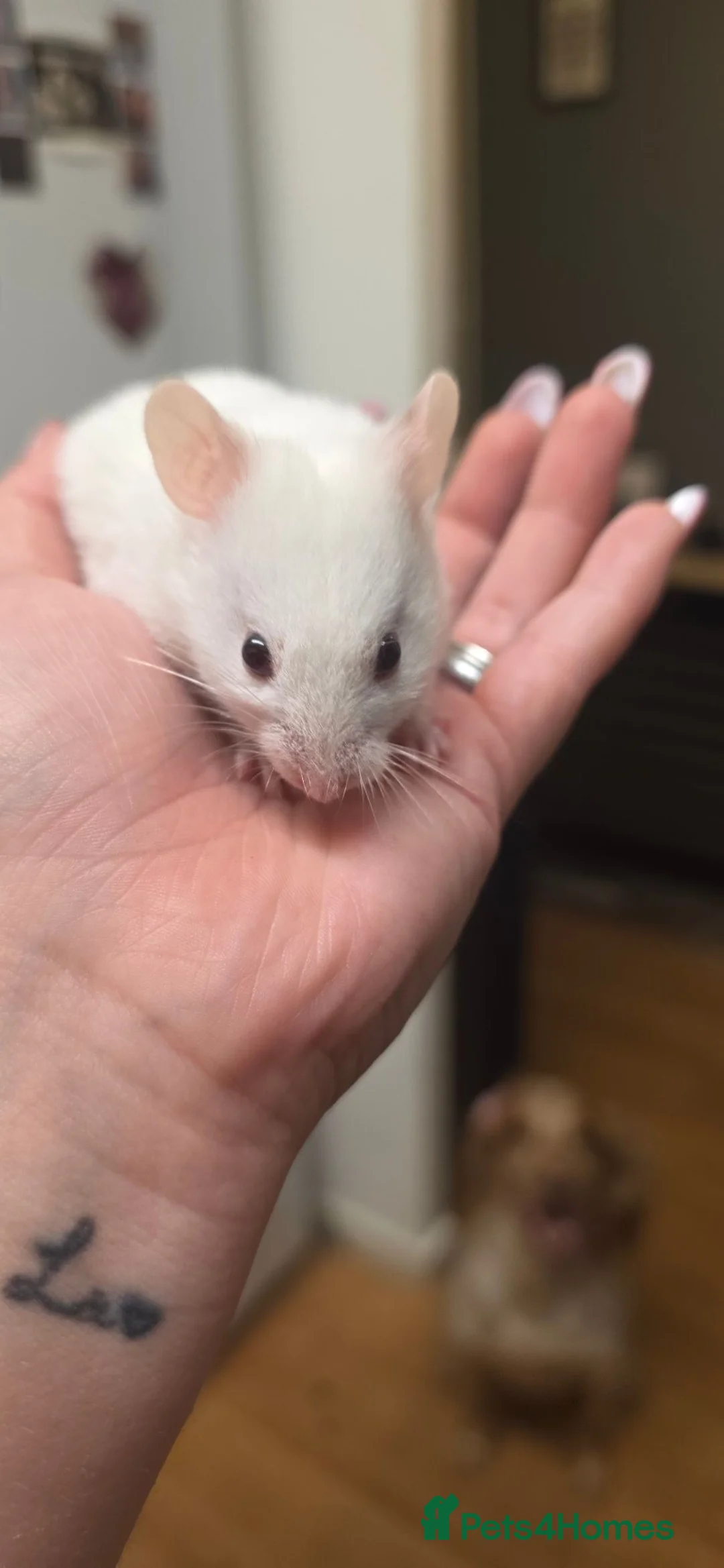 Hamster rodents for sale: Baby Syrian Hamsters ready now  - Advert 1
