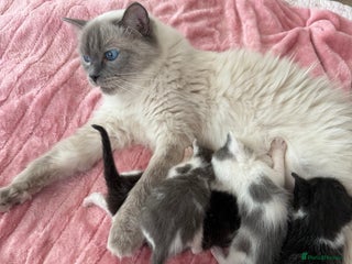 Ragdoll cats - Advert 1