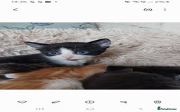 Mixed Breed cats for sale: 7 beautiful male kittens - Image 3
