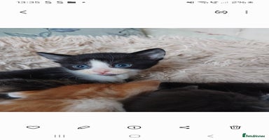 Mixed Breed cats - Advert 9