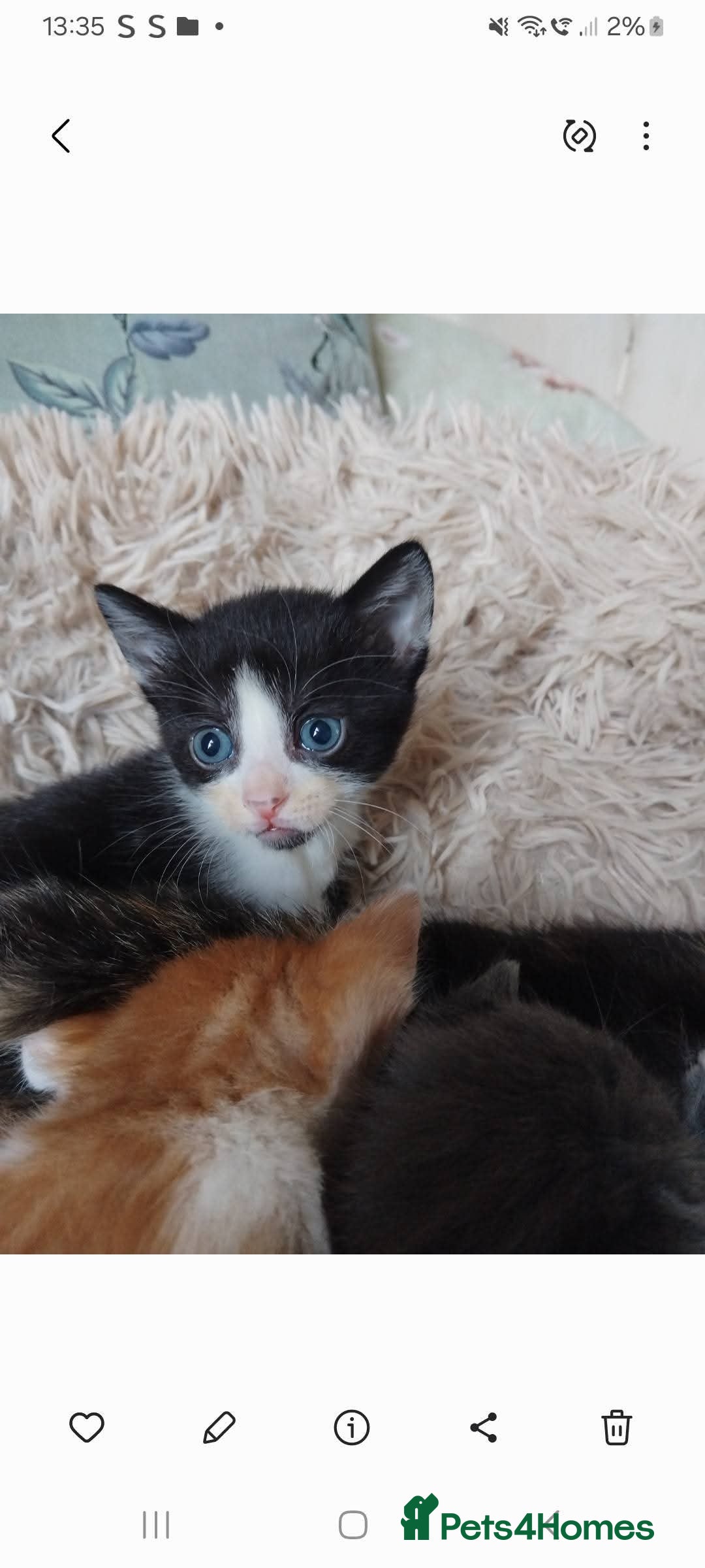 Mixed Breed cats for sale: 7 beautiful male kittens - Image 3
