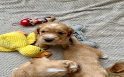 Cocker Spaniel dogs for sale: KC Registered working Cocker Spaniel Puppies  - Image 13