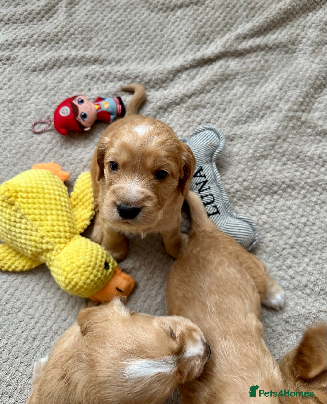 Cocker Spaniel dogs for sale: KC Registered working Cocker Spaniel Puppies  - Image 13