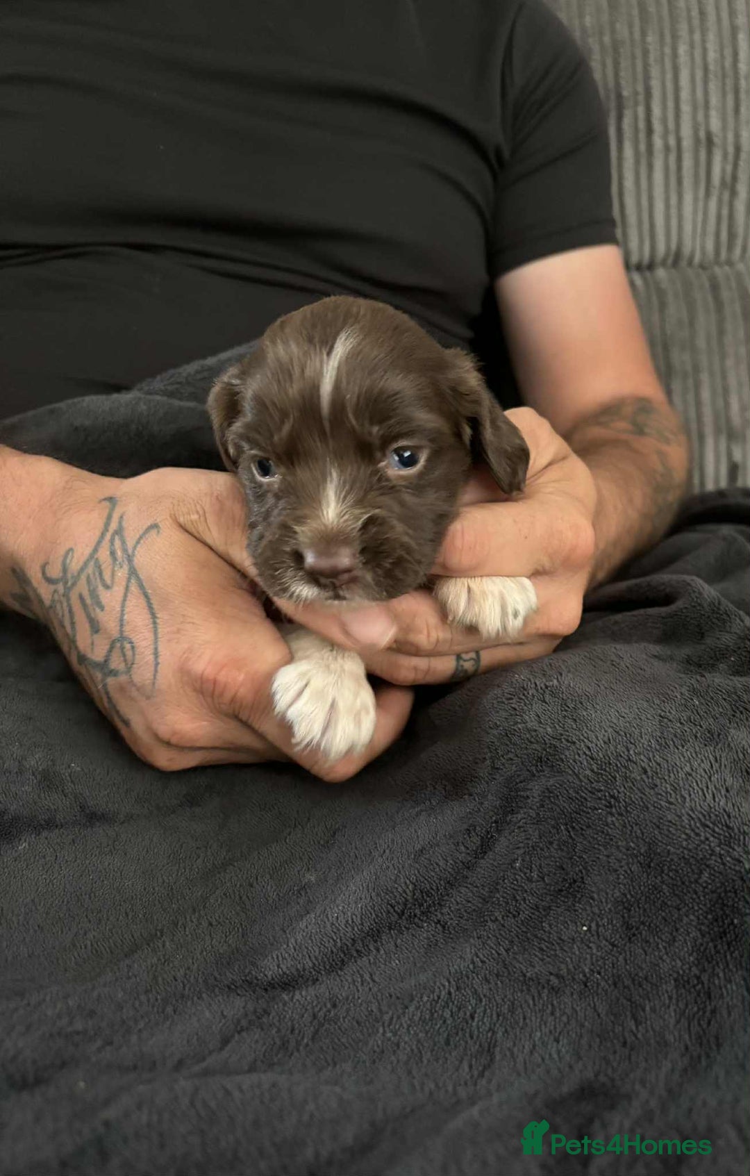 English Springer Spaniel dogs for sale: English springer spaniel puppies  - Image 1
