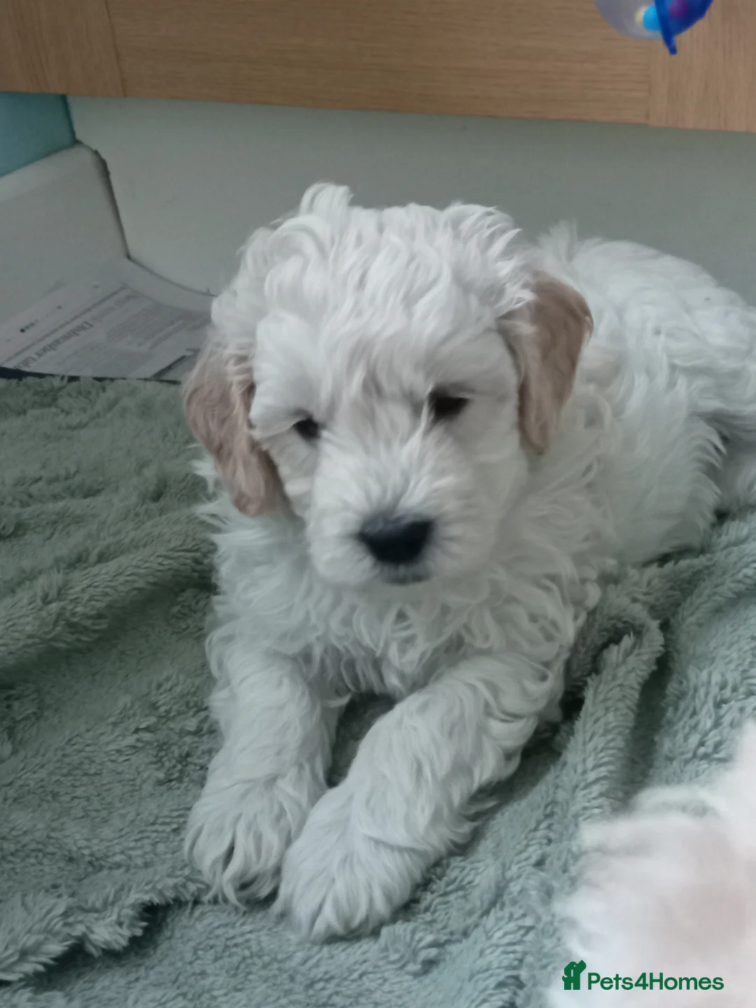 Goldendoodle dogs for sale: Adorable Miniature Double Doodle puppies  - Advert 16
