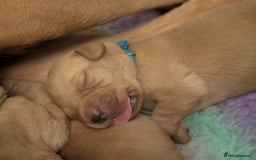 Labrador Retriever dogs for sale: Licensed Breeder Fox Red Labradors  - Image 6