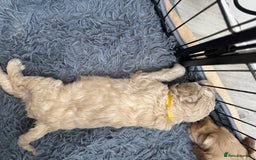Australian Labradoodle dogs for sale: Genuine Australian Labradoodle (not poodle-lab mix in Wallington - Image 32