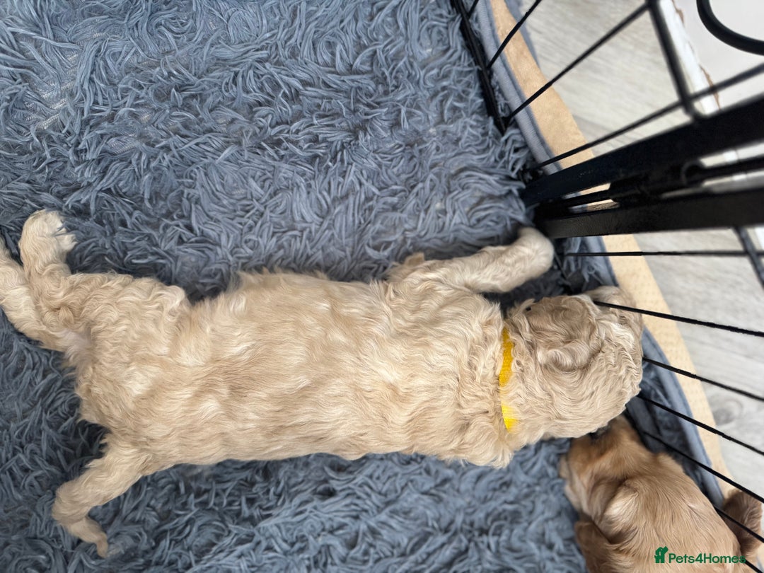 Australian Labradoodle dogs for sale: Genuine Australian Labradoodle (not poodle-lab mix in Wallington - Image 32