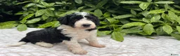 Bordoodle dogs for sale: F1 190+ genetic test clear - refund guarantee - Advert 8