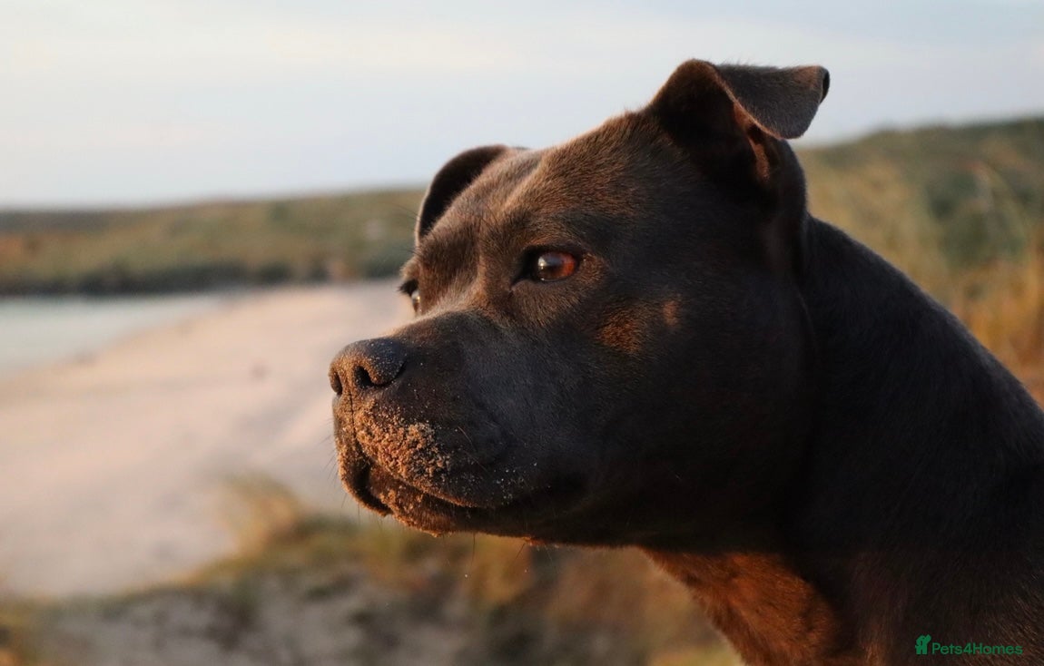 Staffordshire Bull Terrier dogs 6 blue Staffordshire bullterrier puppies for sale  - Advert 17