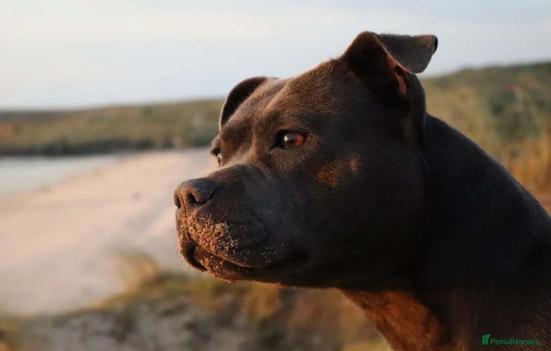 Staffordshire Bull Terrier dogs for sale: Only 1 available ; Blue Staffordshire bullterrier - Advert 1