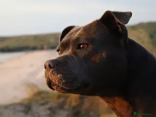 Staffordshire Bull Terrier dogs Last 2 available; Blue Staffordshire bullterrier - Advert 2