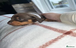 Miniature Dachshund dogs for sale: Beautiful Dachshund puppy’s  - Image 13