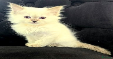 Ragdoll cats - Advert 16