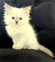 Ragdoll cats - Advert 3