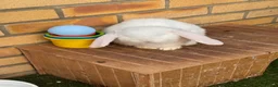 French Lop rabbits for sale: French lop - Advert 10