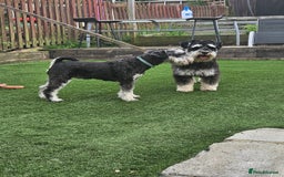 Miniature Schnauzer dogs for sale: Miniature schnauzer's due, KC, Mac, low COI - Image 10