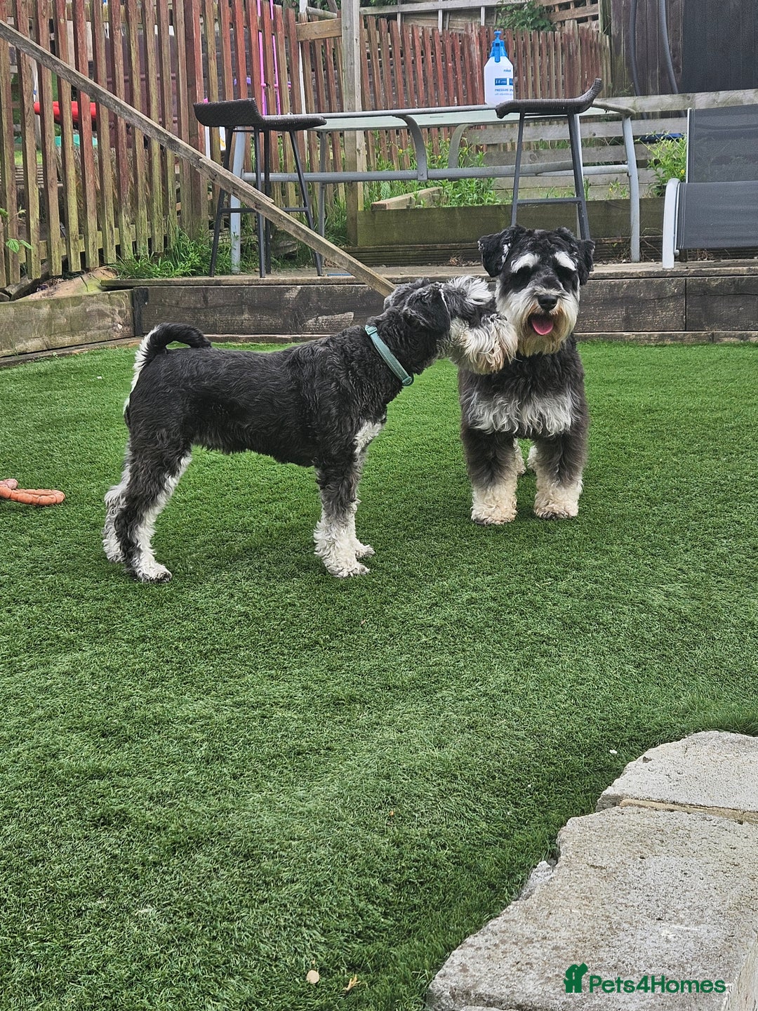 Miniature Schnauzer dogs for sale: Miniature schnauzer's due, KC, Mac, low COI - Image 10